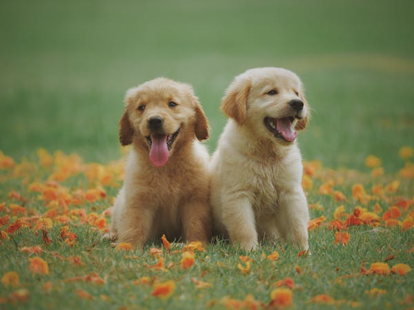 Animali